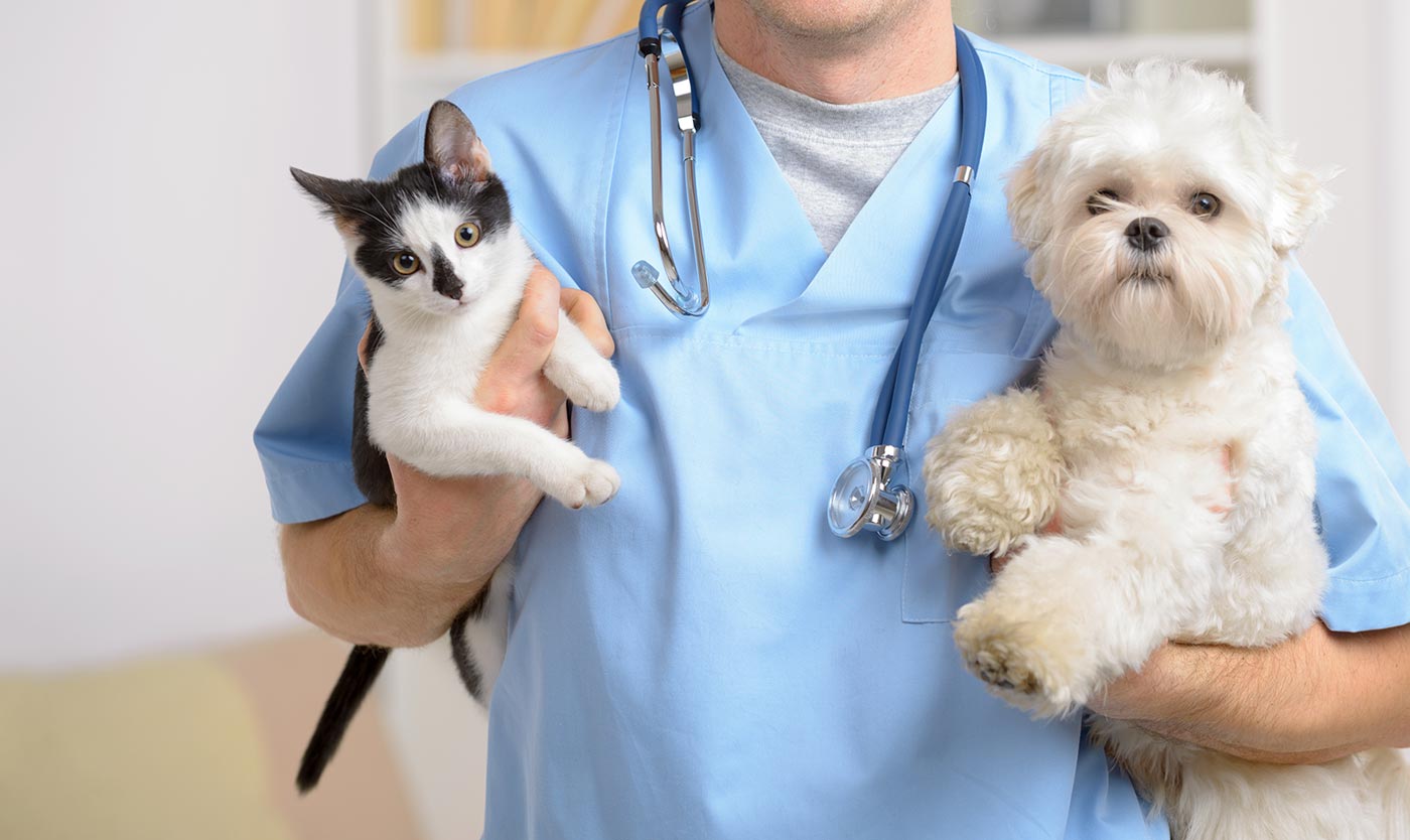 What You Need to Know About Vet