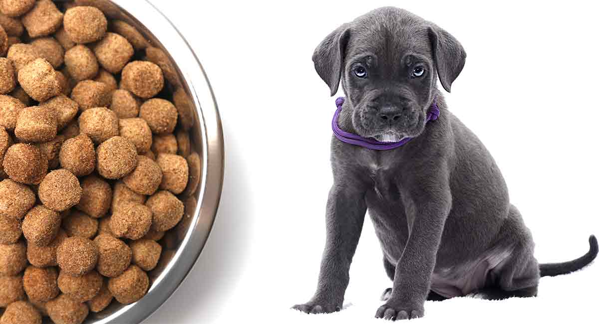 Best Kibble Dog Food for Cane Corso Puppy