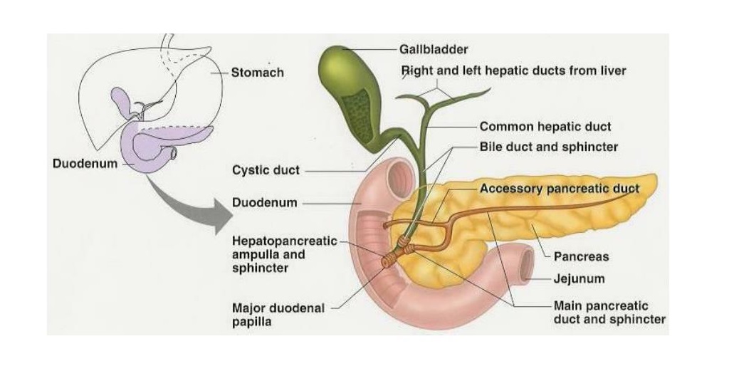 Gallbladder's Anatomy