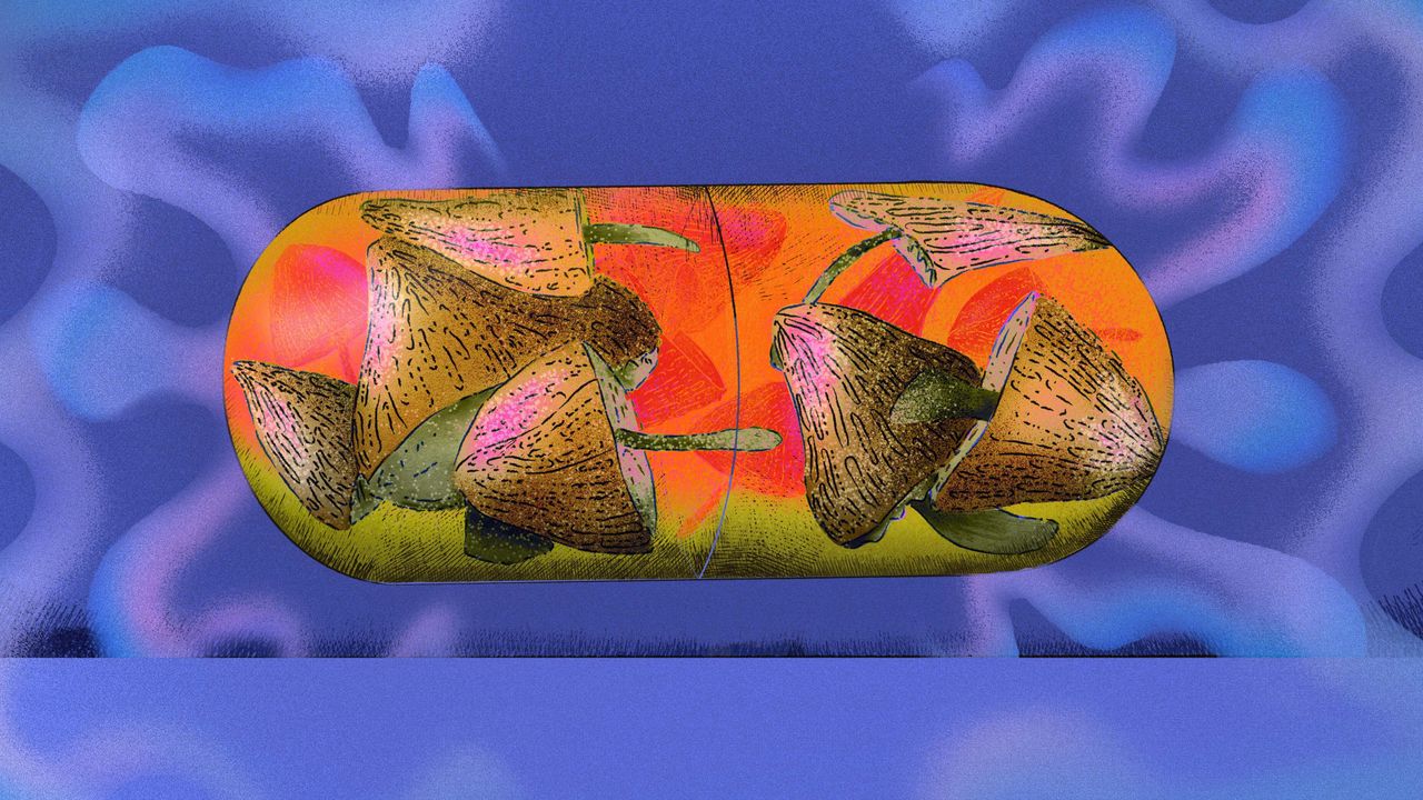 Breaking Patterns: What Psilocybin Reveals About Habit, Behavior, and Lasting Change